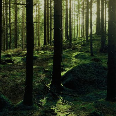 Skog. Ny lagstiftning påverkar hållbart inköp