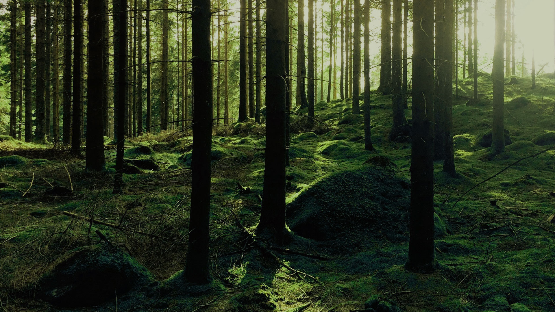 Skog. Ny lagstiftning påverkar hållbart inköp